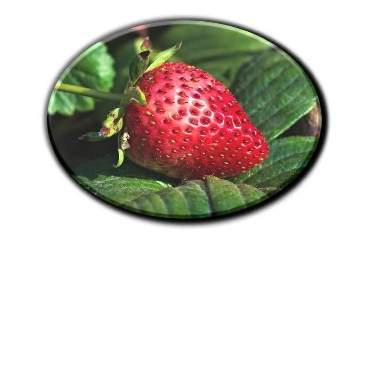 Hoogwaardige MDF met glanzende afwerking voor levendige kleuren.