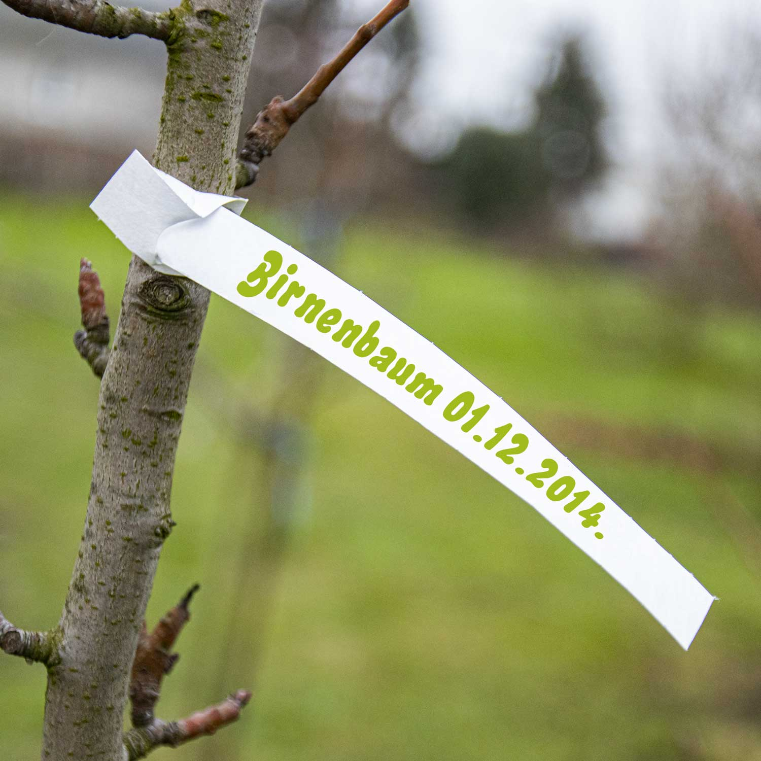 Geschikt voor alle plantentypen, van zaailingen tot volgroeide bomen.